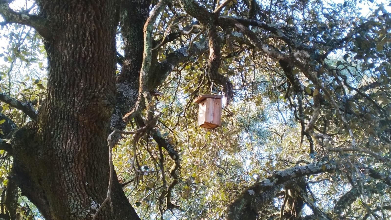 Una caja-nido colocada en uno de los árboles.