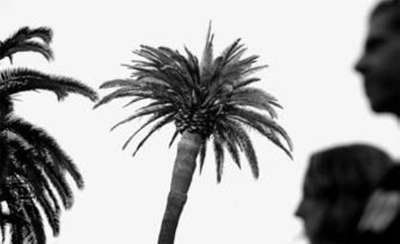 Una de las palmeras afectadas por el escarabajo picudo rojo en el Parque de Málaga.