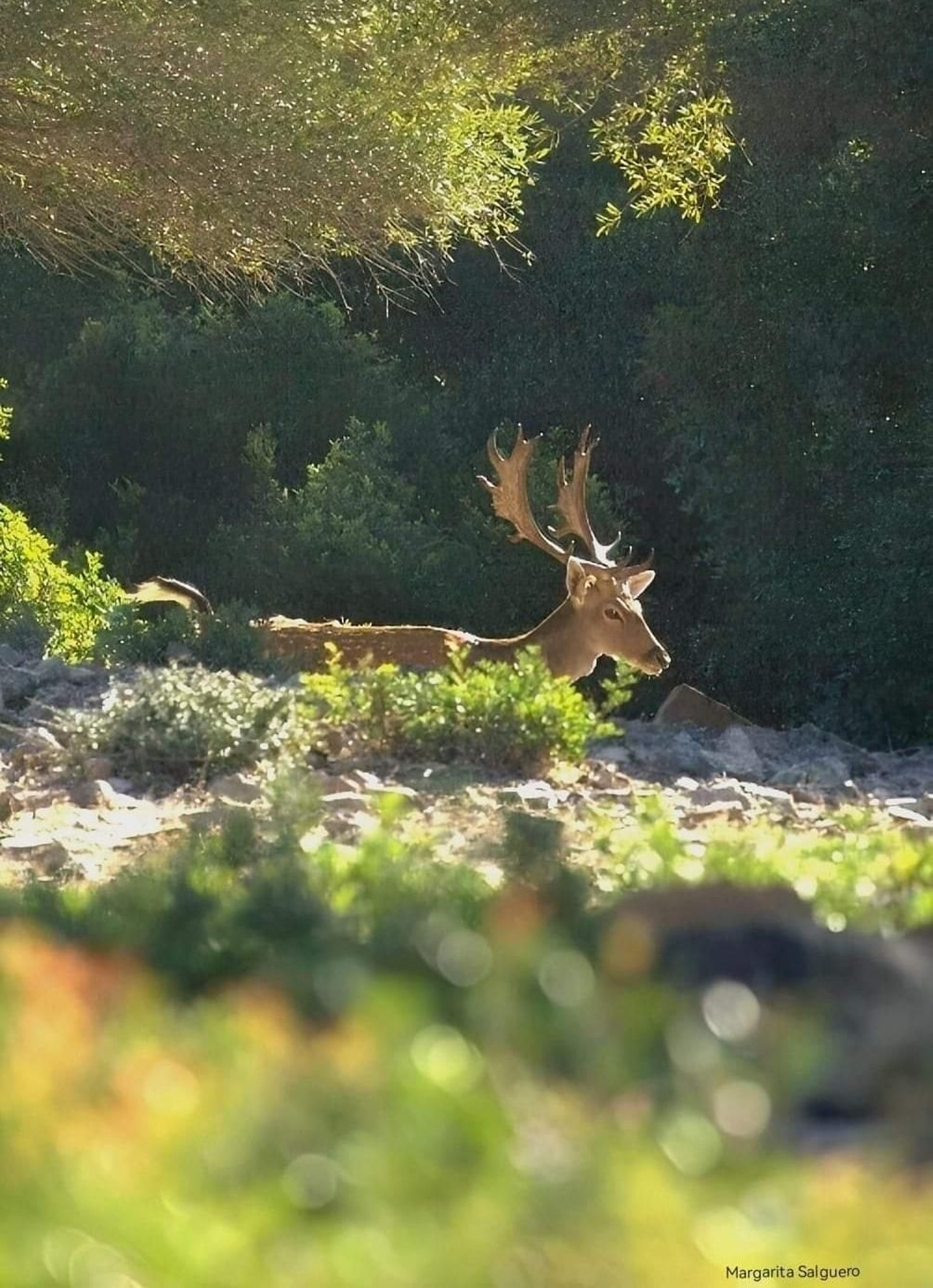 Fotos de la flora y fauna del Parque Natural de Los Alcornocales