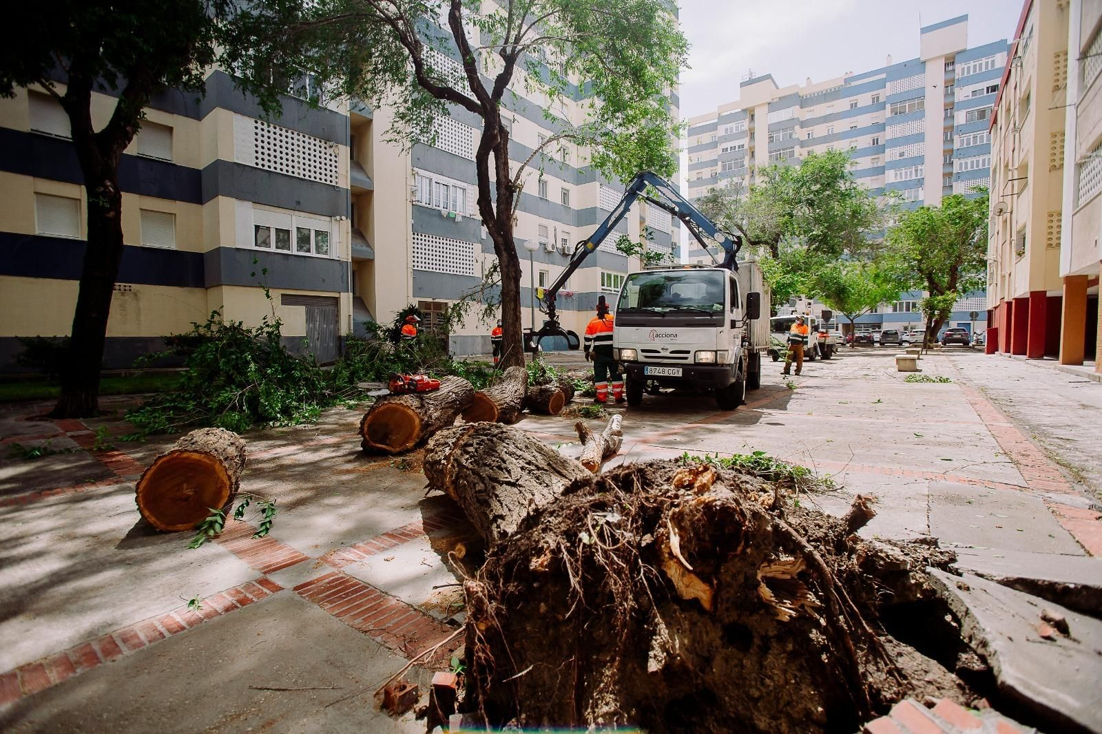 El árbol afectado por el temporal en la calle Gitanilla del Carmelo, este mediodía