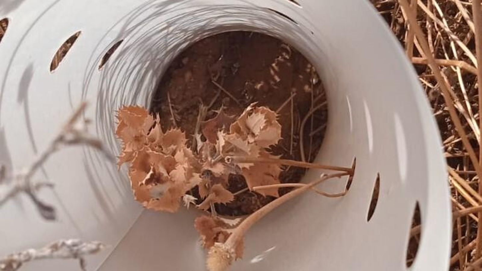 Imagen del estado en que se encuentra la vegetación en el parque.