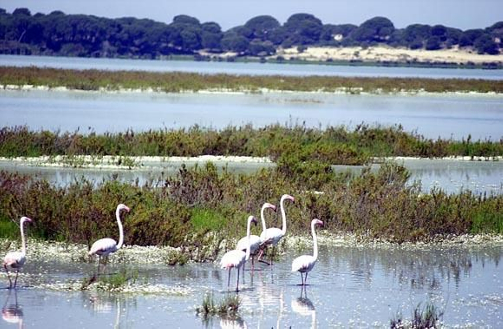 IULV-CA pide ampliar en 7.000 hectáreas Doñana y calificarlo de Reserva de la Biosfera