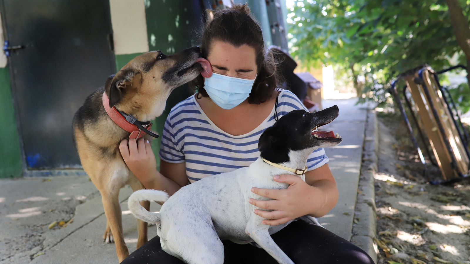 La protectora 'No me abandones' tiene 80 perros wue buscan un hogar