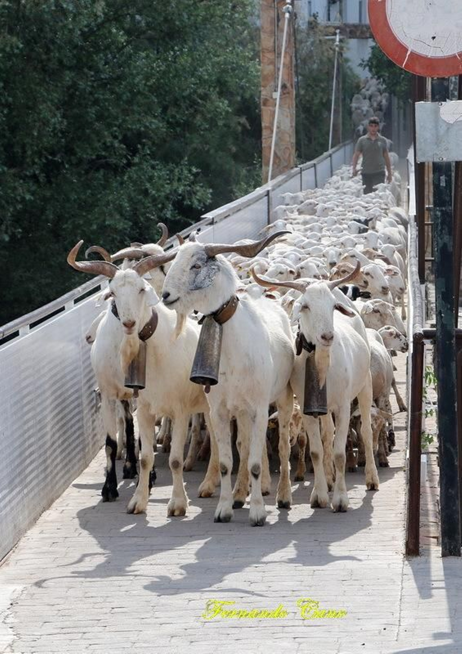 Las reses del ganadero Pablo Espinar hacen la trashumancia a su paso por Mogón.