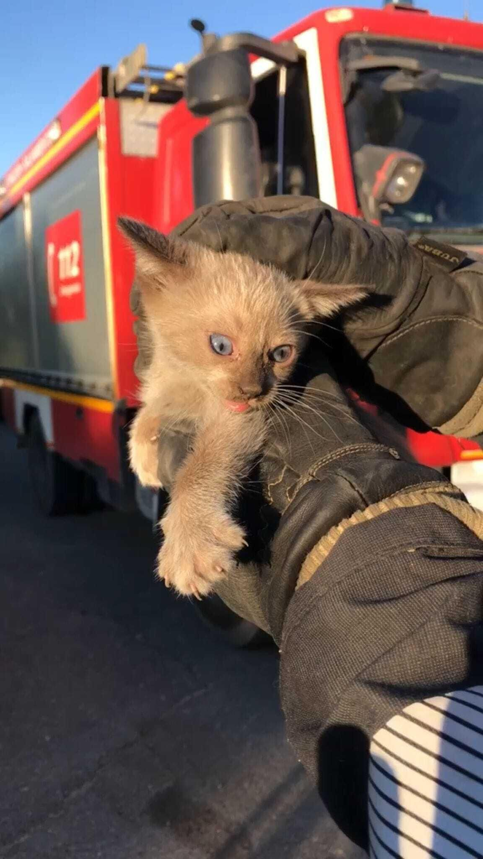 Un gatito es rescatado por los bomberos en Hinojos
