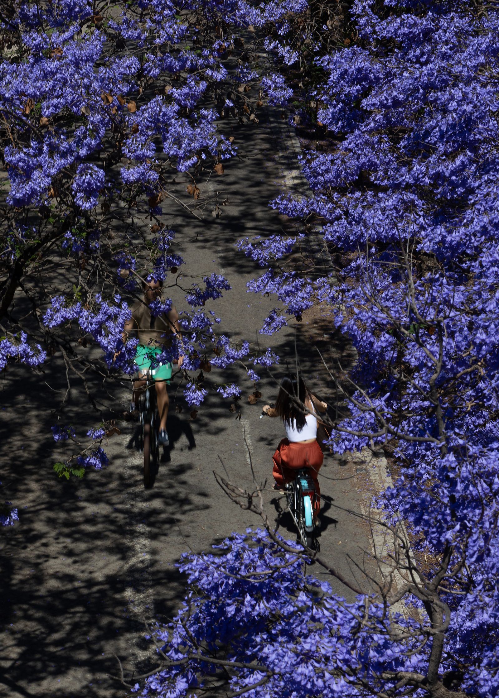 Las jacarandas vuelven a teñir de morado Sevilla