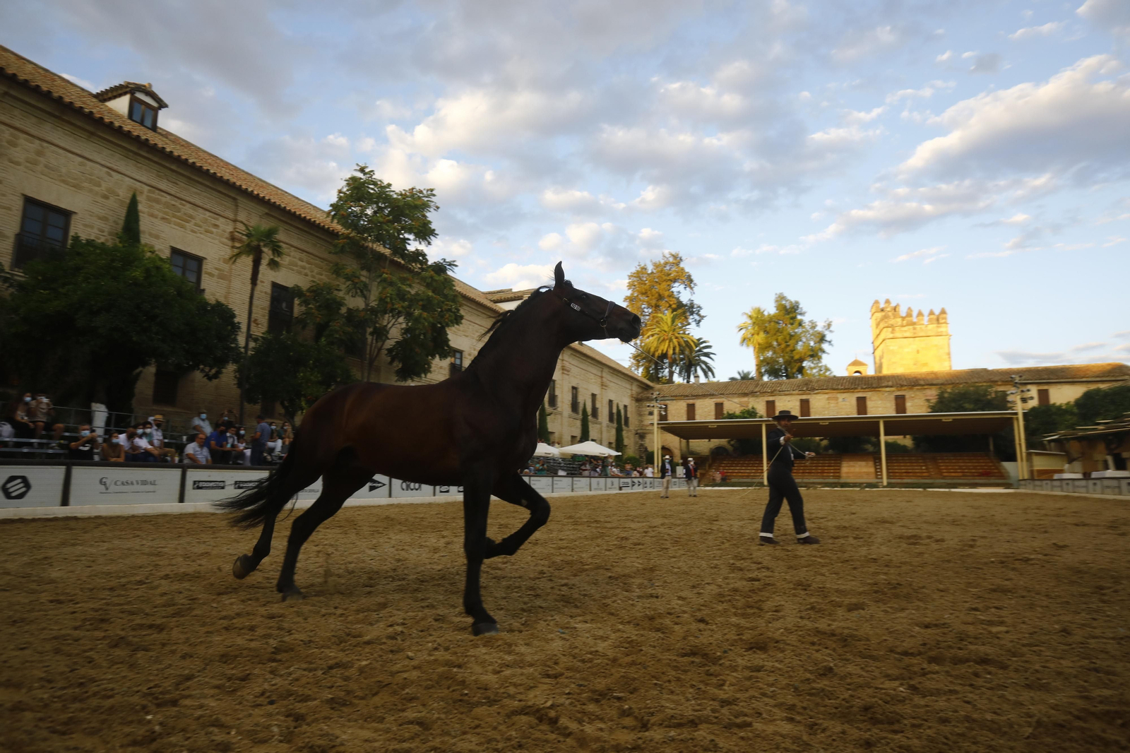 El concurso morfológico de caballos de pura raza de Cabalcor, en fotografías