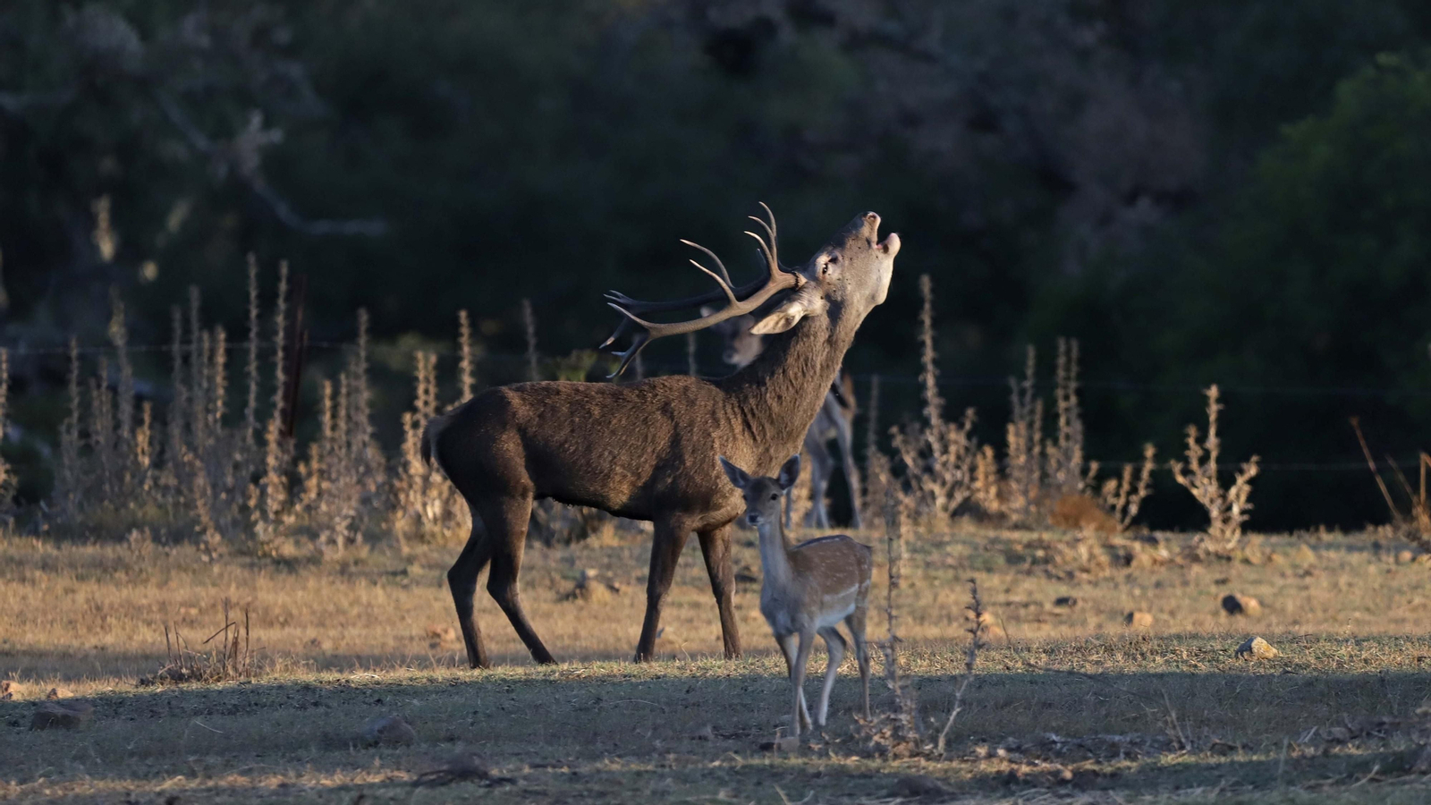 La berrea vuelve al parque natural de Los Alcornocales