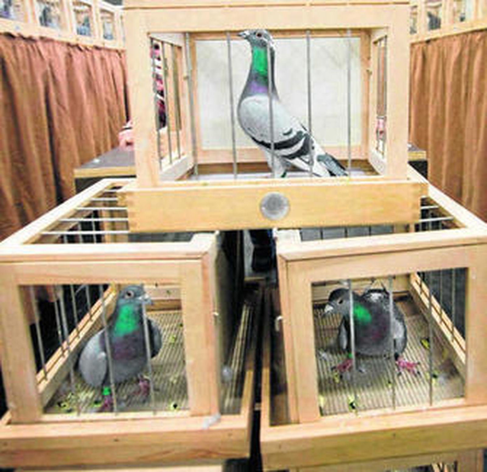 Ejemplares de palomas mensajeras.