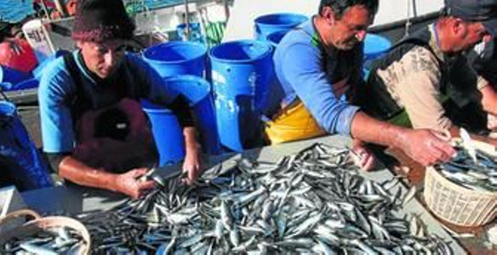 Operarios del puerto de Isla Cristina clasifican las capturas.