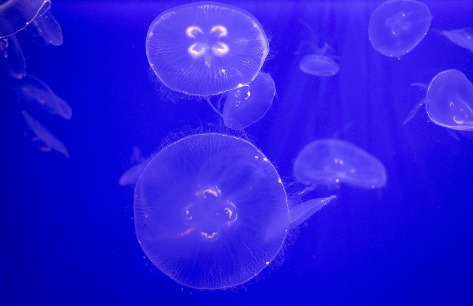 La reapertura del acuario de Sevilla, en imágenes