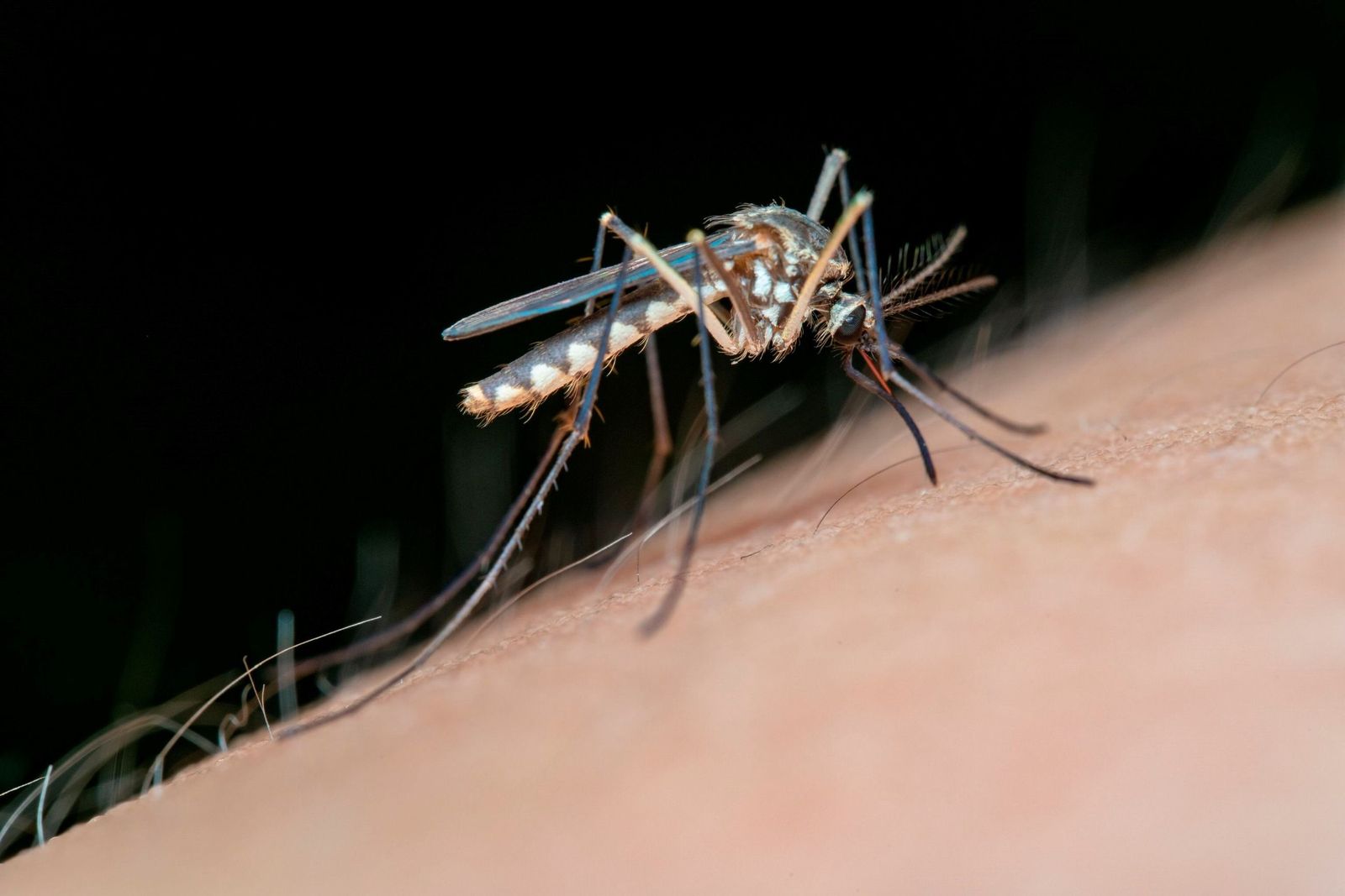 Mosquito transmisor del Virus  del Nilo  Occidental