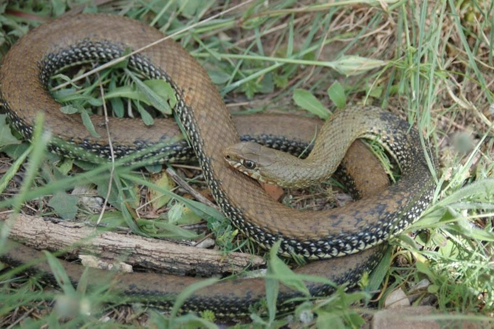 Culebra de montpellier. Se encuentra en toda la provincia. También se la conoce como culebra bastarda. Es la que alcanza mayor tamaño y se conocen machos que superan ligeramente los 2 metros. No obstante, la mayoría no superan los 1,5 metros.