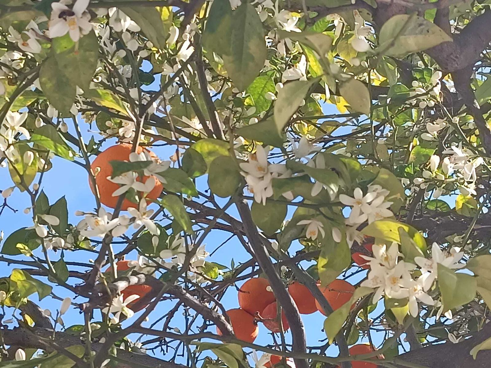 El azahar florece en Algeciras