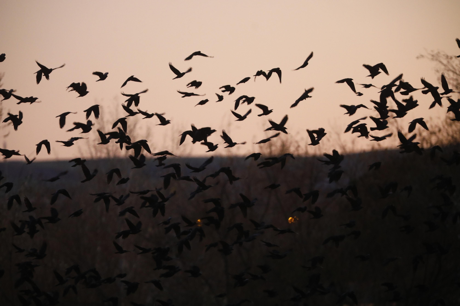 Las aves que habitan en Los Sotos de la Albolafia de Córdoba, en fotografías