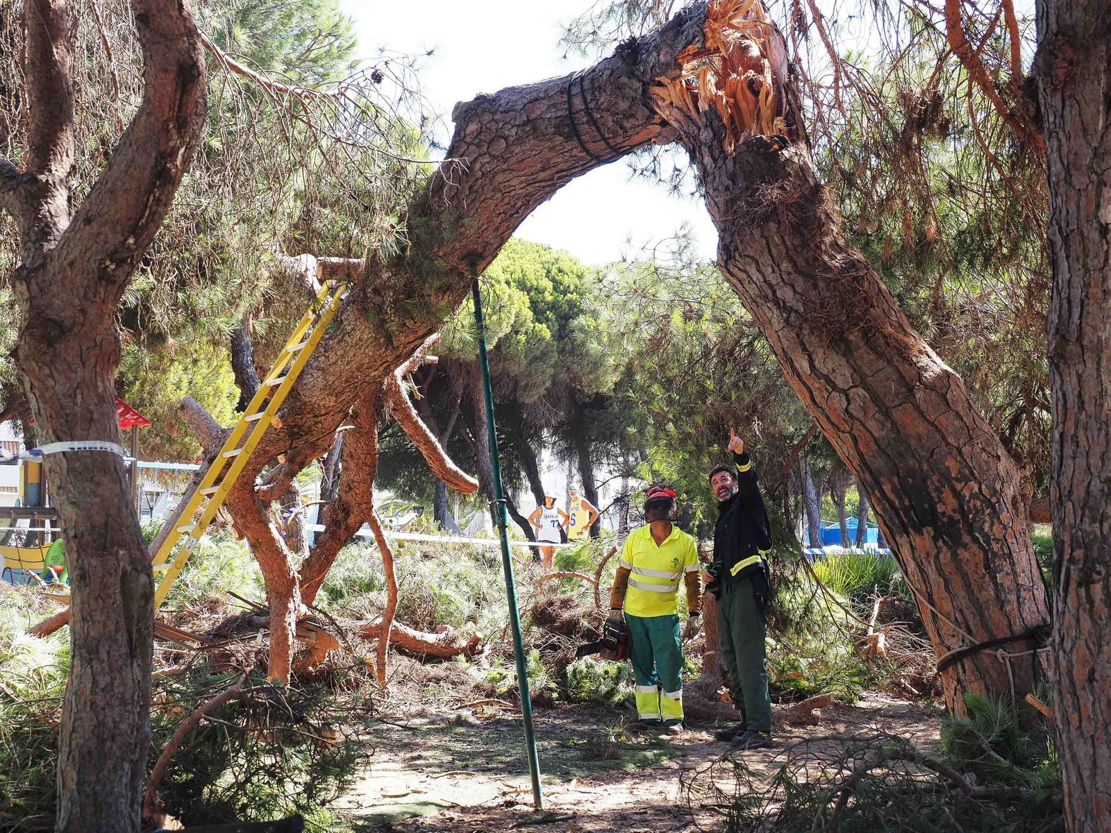 Un pino cae sobre las mesas de un restaurante en Nuevo Portil.