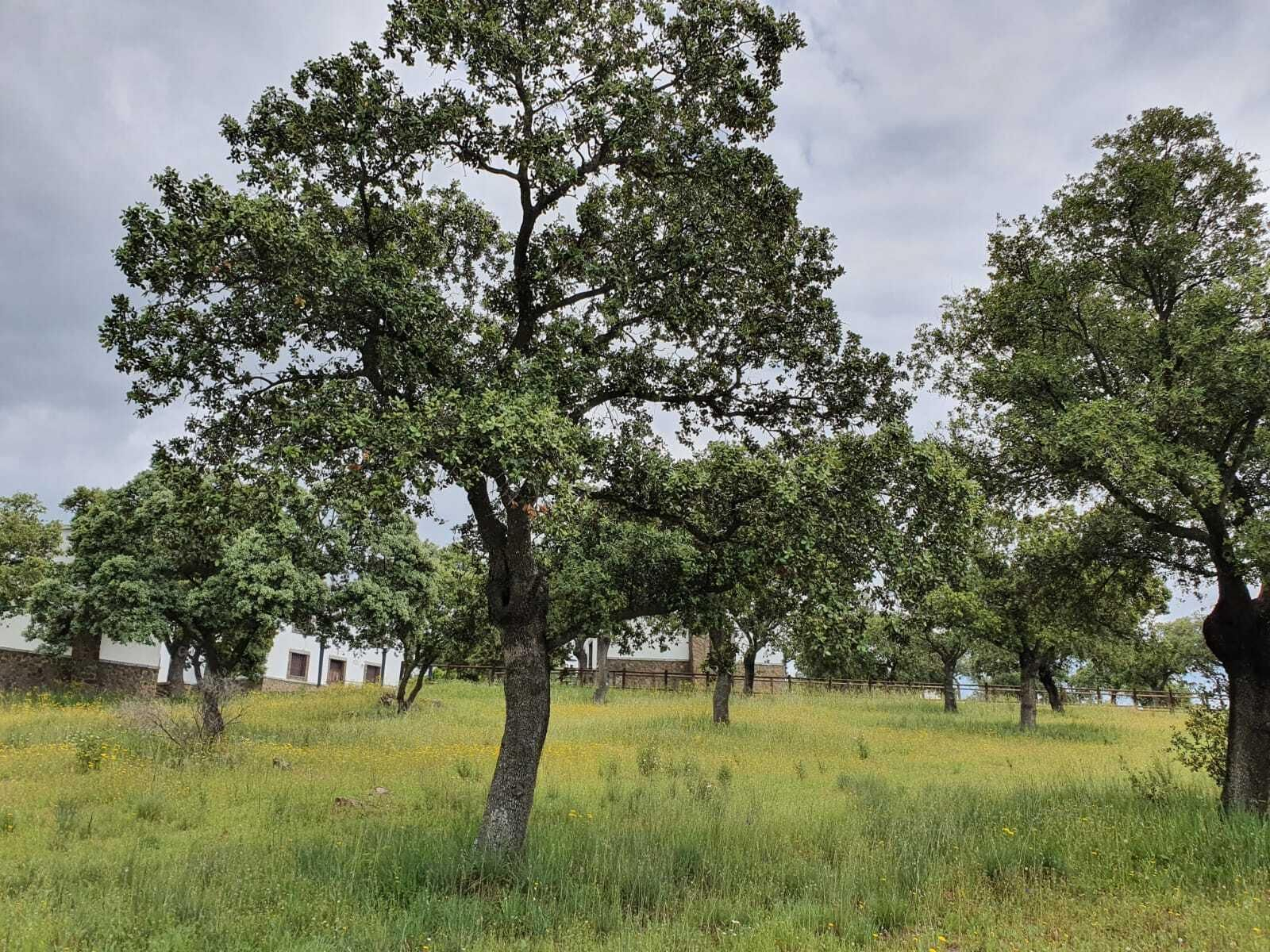 Las fotografías de la primavera en Los Pedroches
