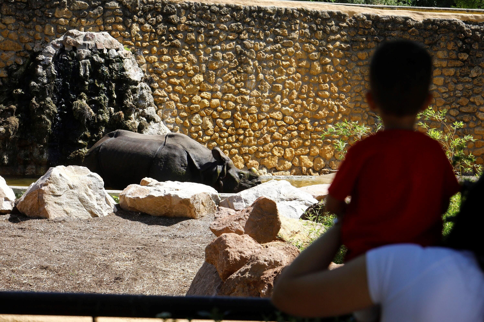 Así es Manas, el rinoceronte indio del Zoo de Córdoba