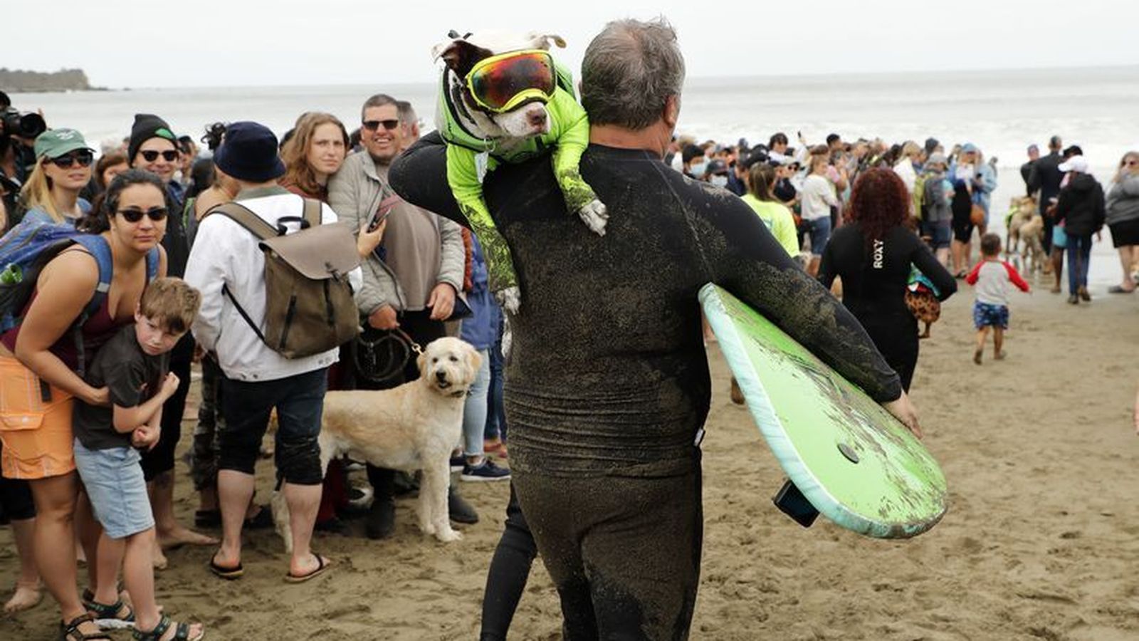 Campeonato de Surf Canino 2