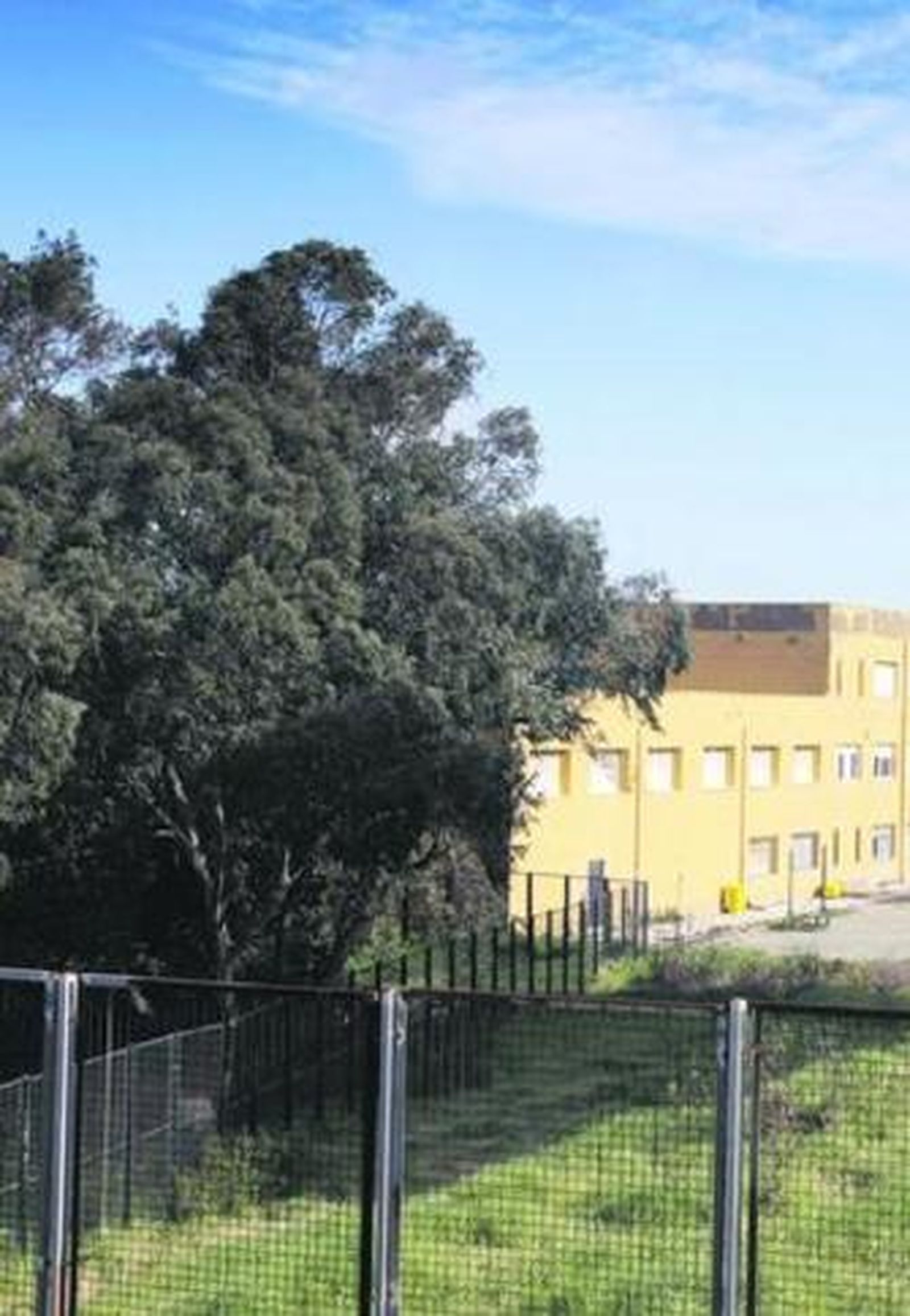 Imagen de los árboles situados junto al instituto Levante.