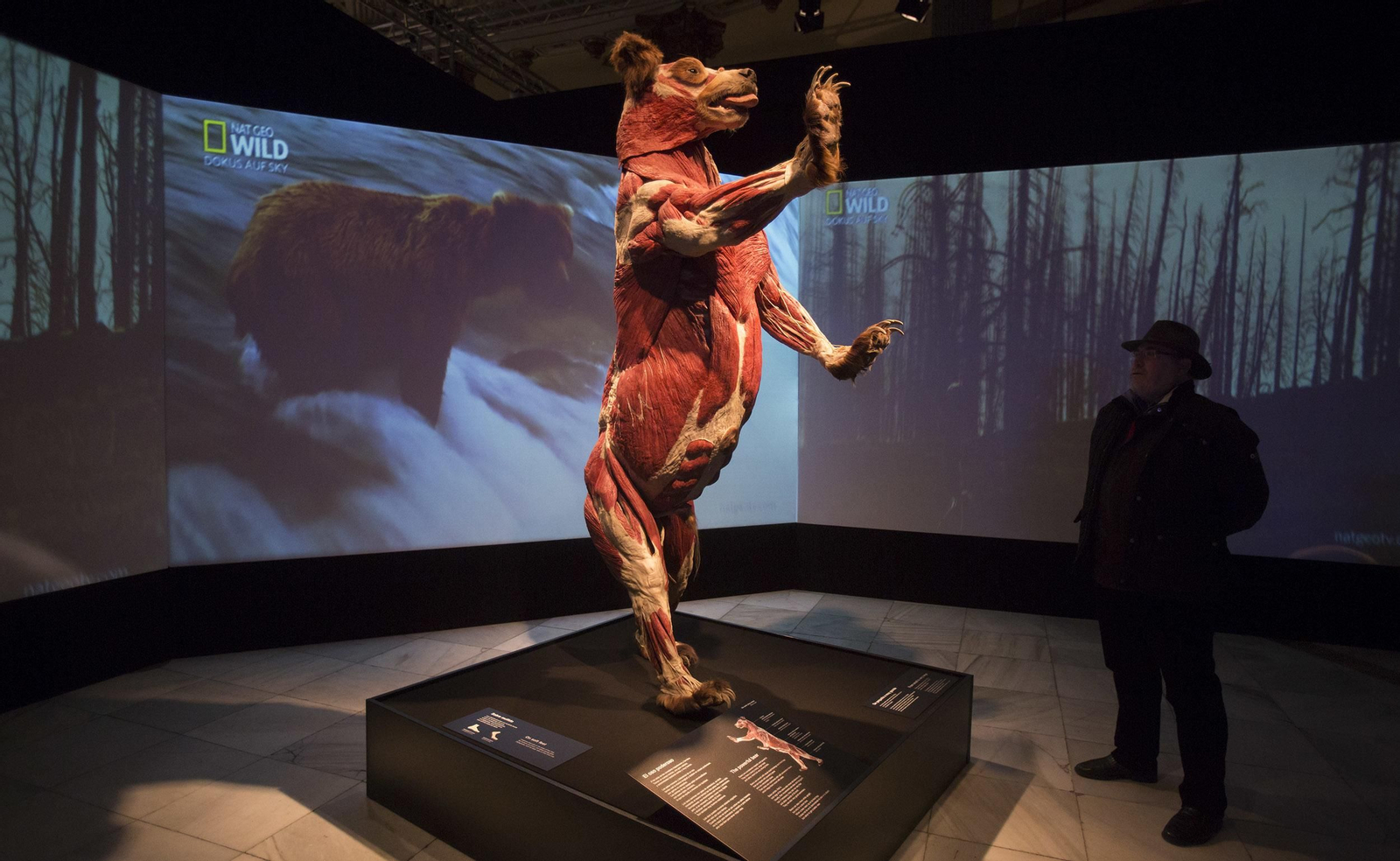 La exposición 'Animal Inside Out', en Sevilla