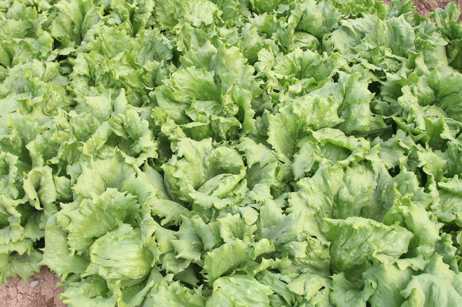 Fotogalería de las jornadas de puertas abiertas de Rijk Zwaan en Cartagena