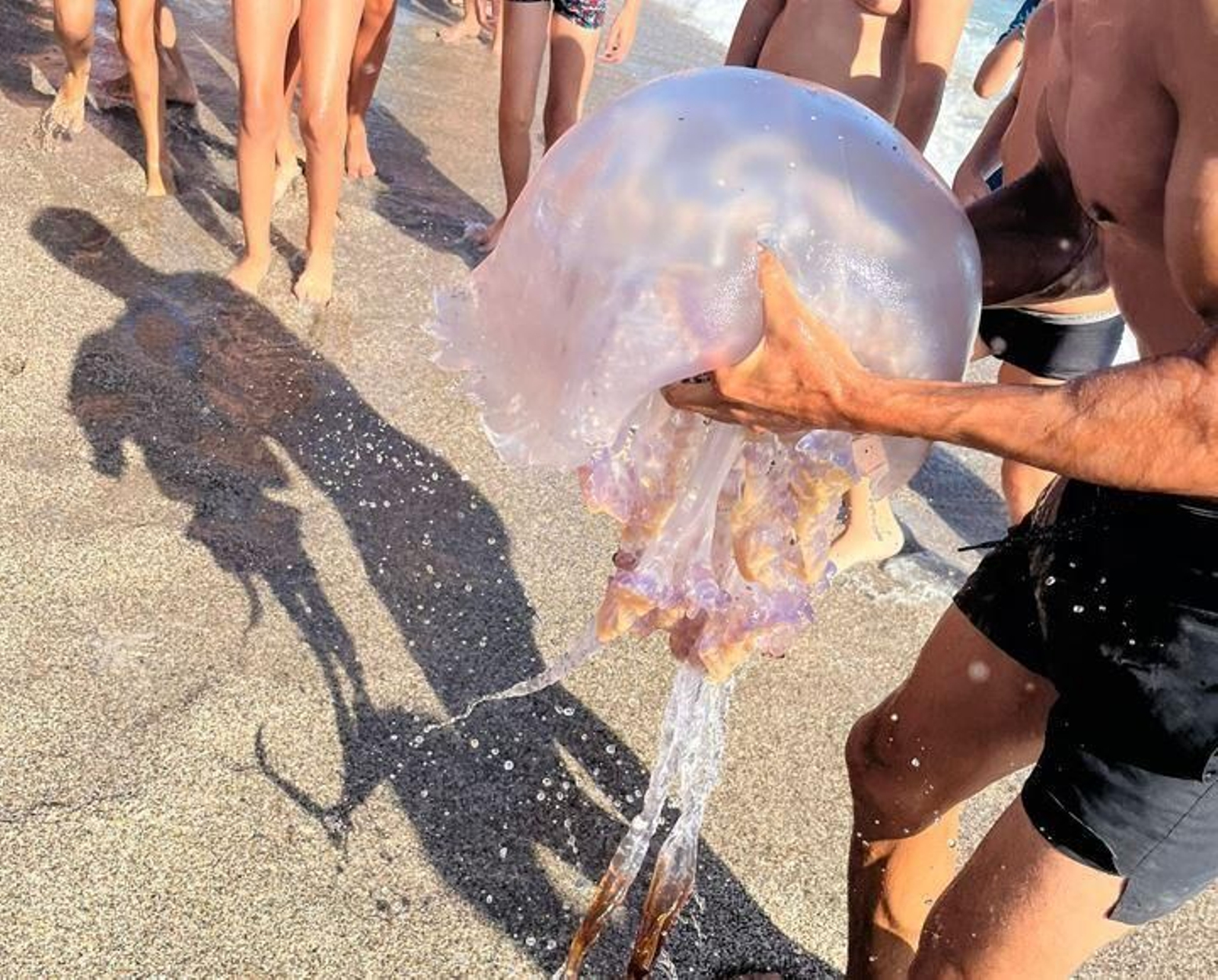 Encuentran una medusa gigante en una playa de Almería