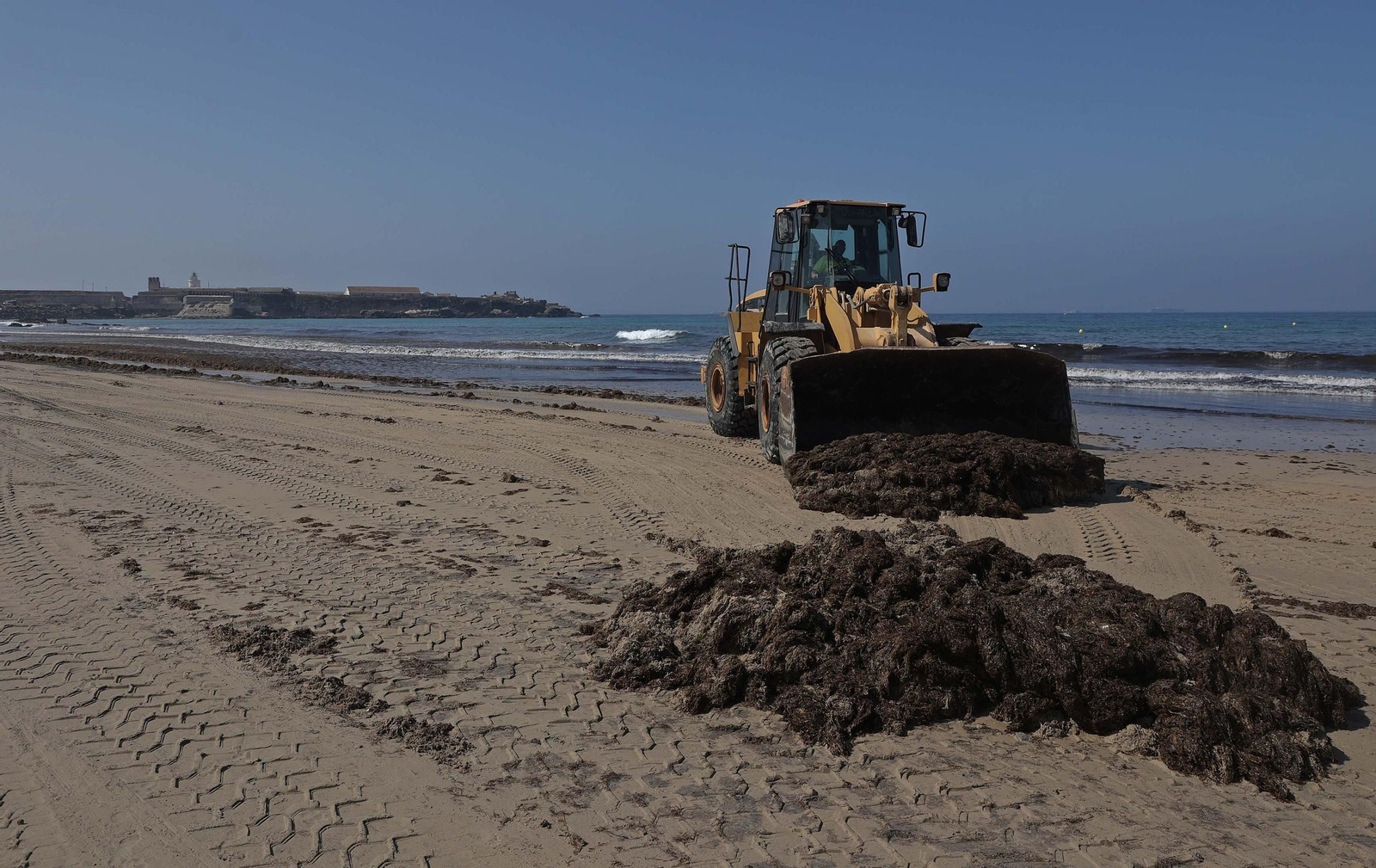 El alga invasora cubre de nuevo la playa de Los Lances en Tarifa