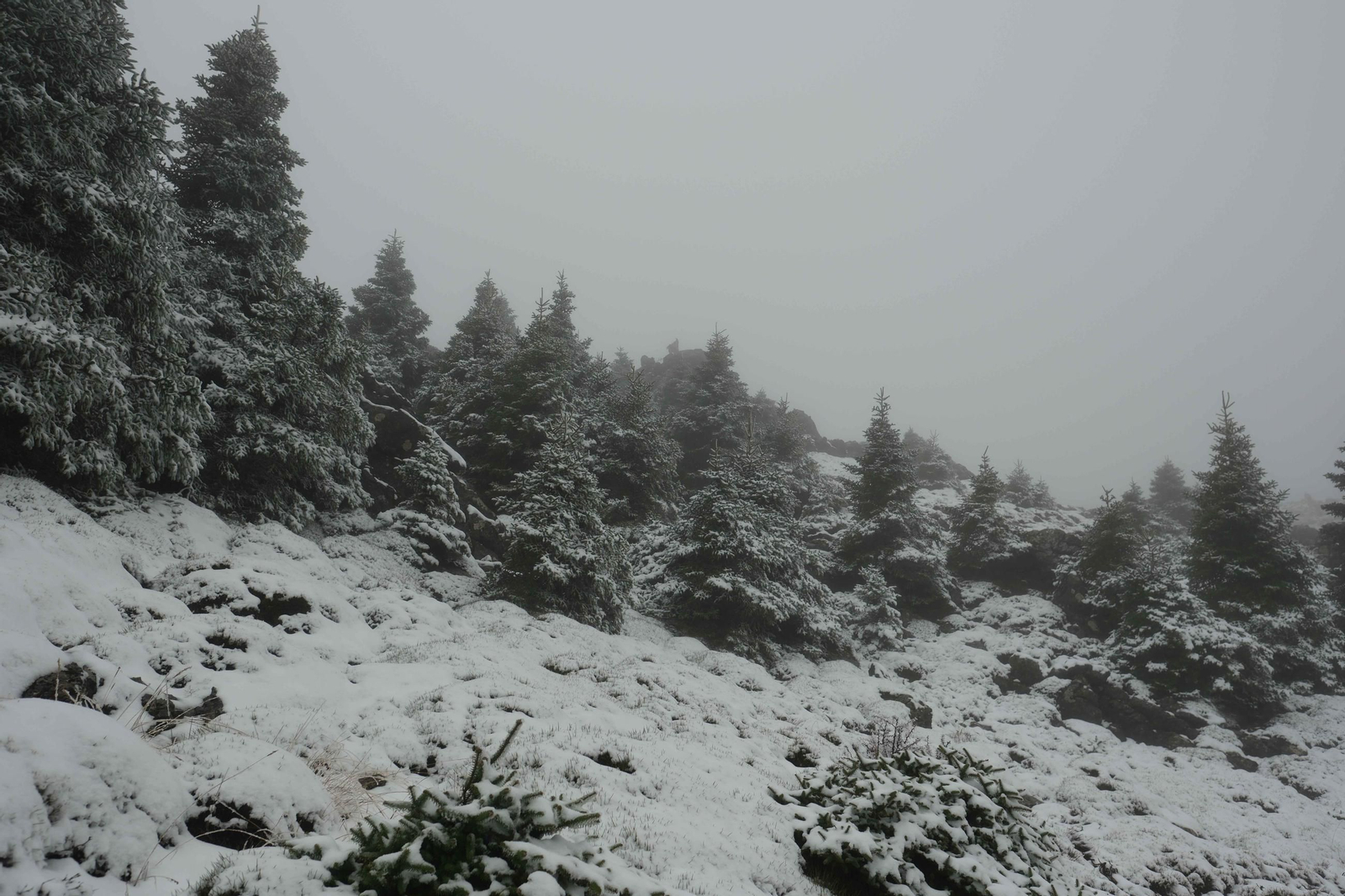 Estampa invernal en al Parque Nacional Sierra de las Nieves, en imágenes