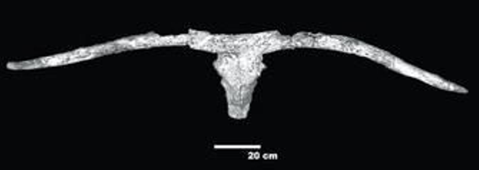 Cráneo del toro con la espectacular cornamenta.