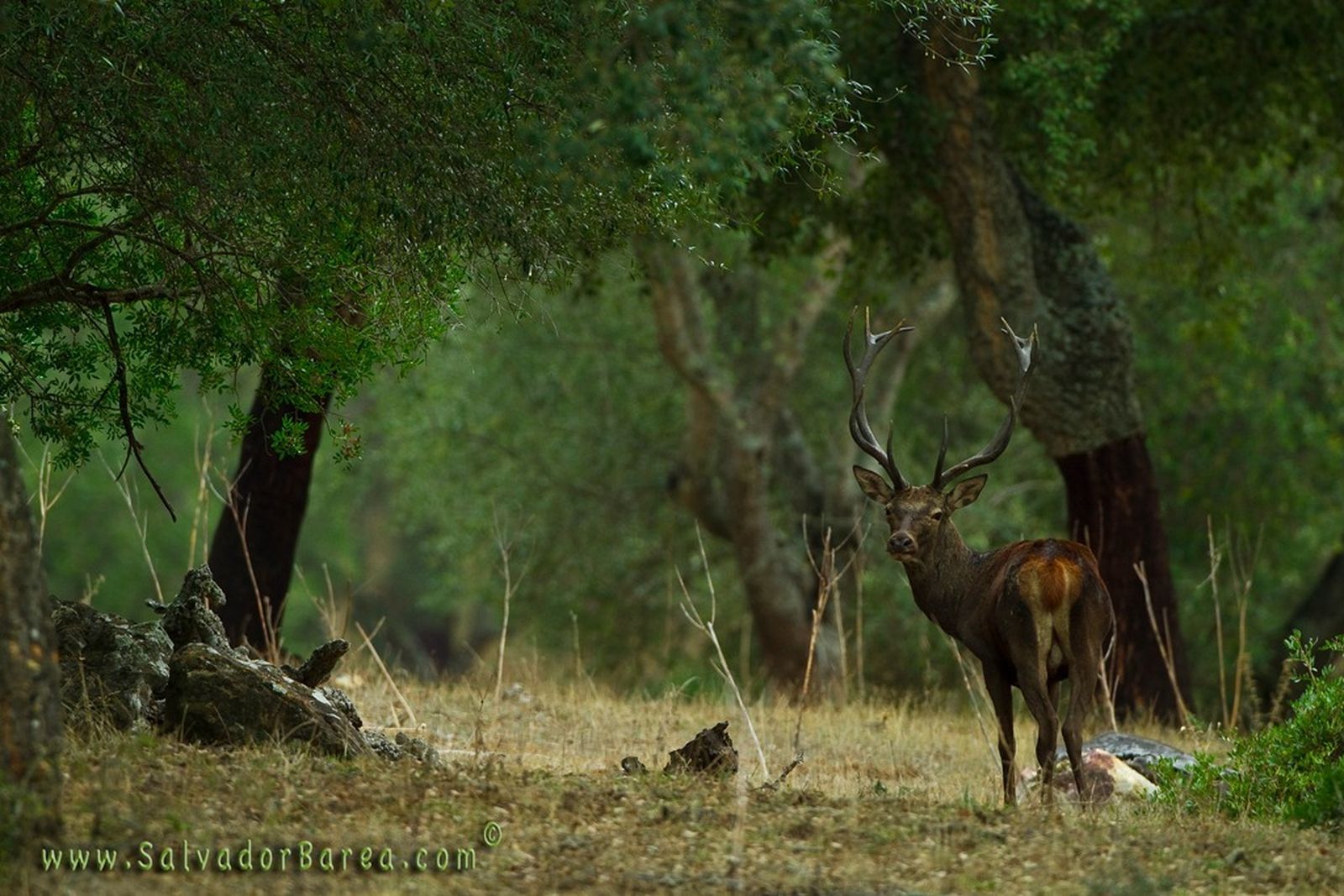 Los Alcornocales es uno de los mejores destinos para oír la berrea.