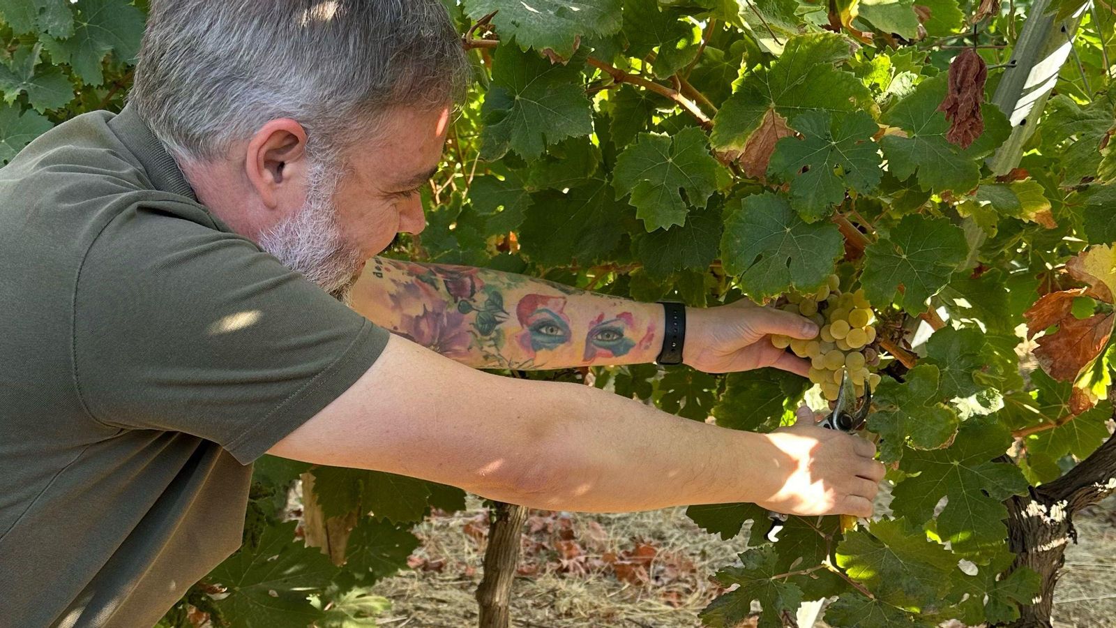 Recogida de la uva para la Virgen del Refugio a cargo de Josechu Llanes.