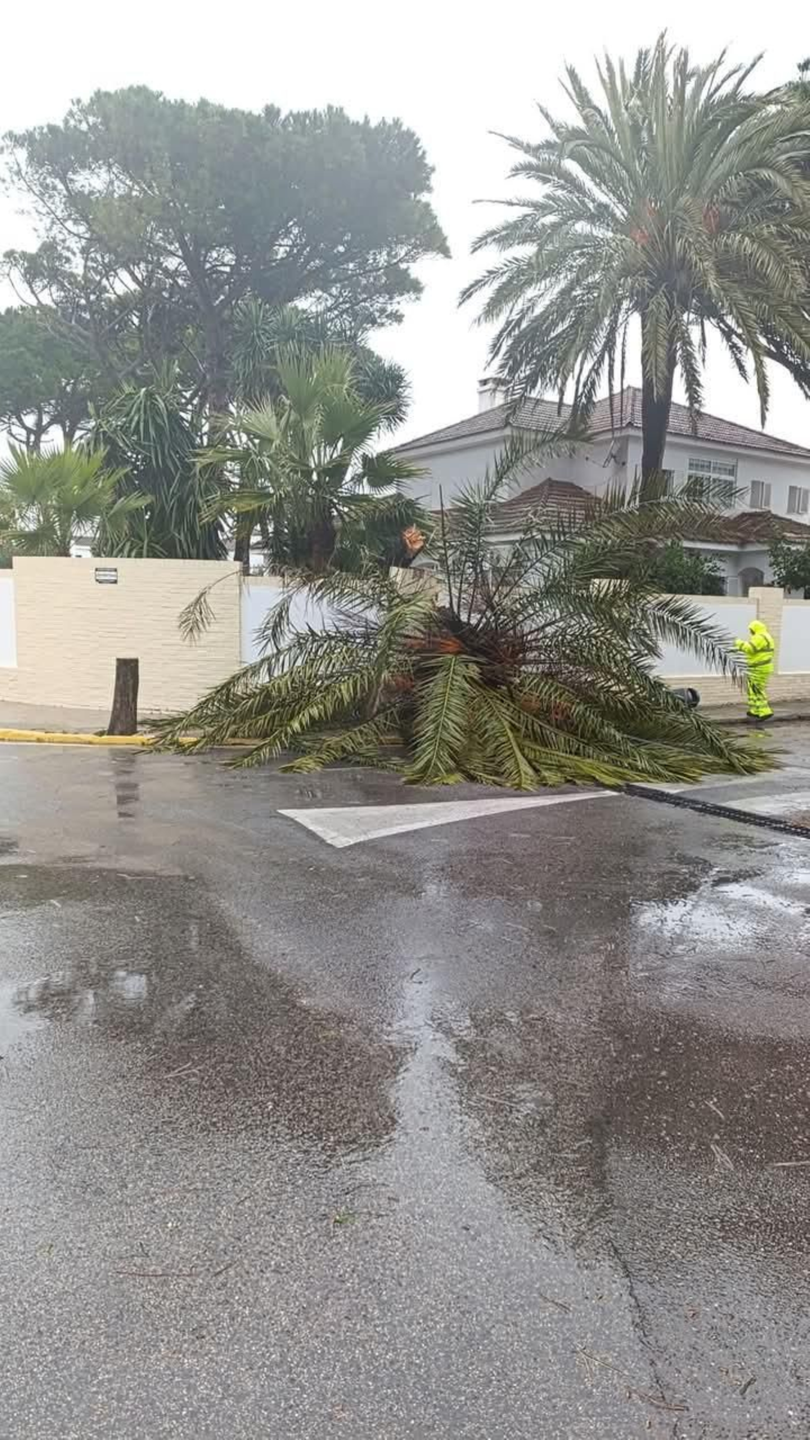 Una palmera derribada este fin de semana en Las Redes.