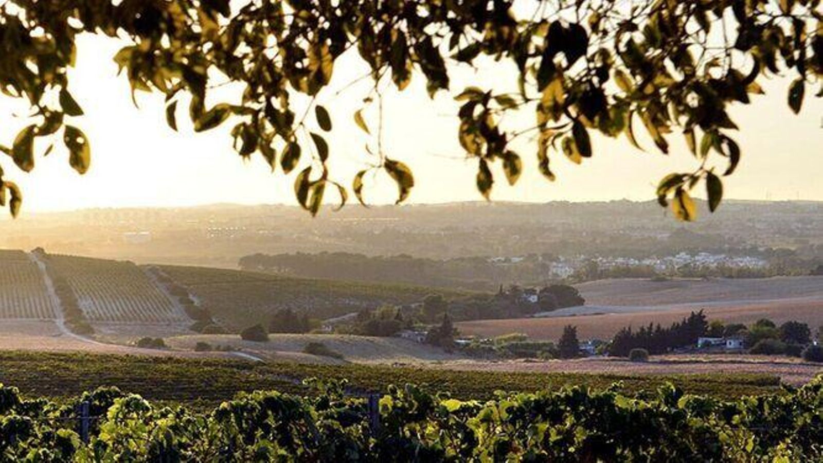 Amanecer en un viñedo del Marco de Jerez.