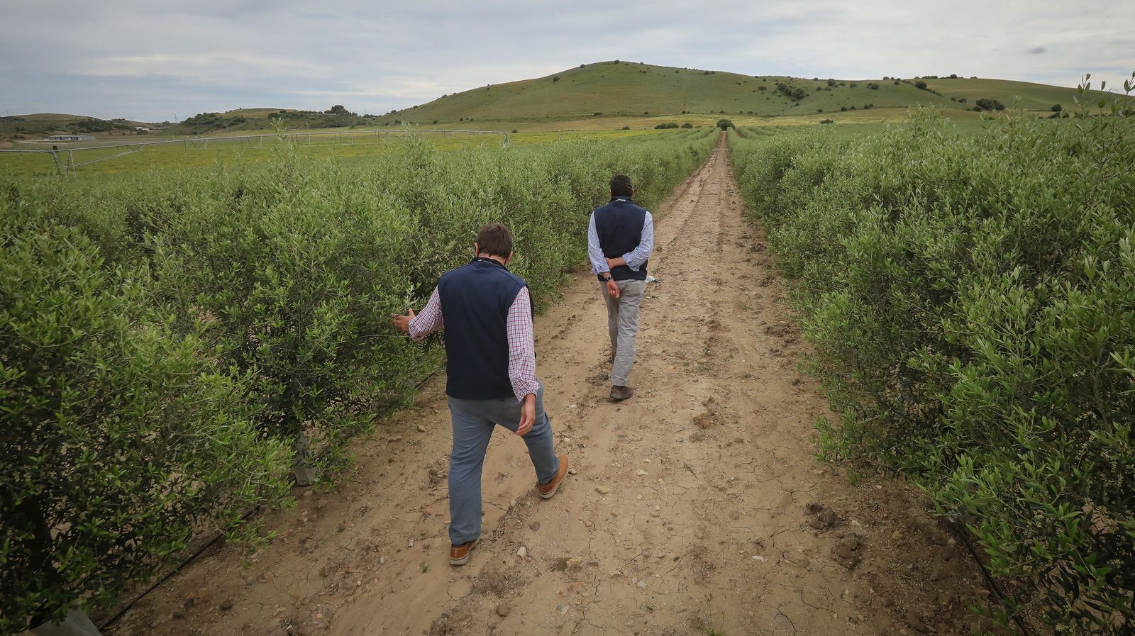 Almendros y olivos en plena campiña jerezana