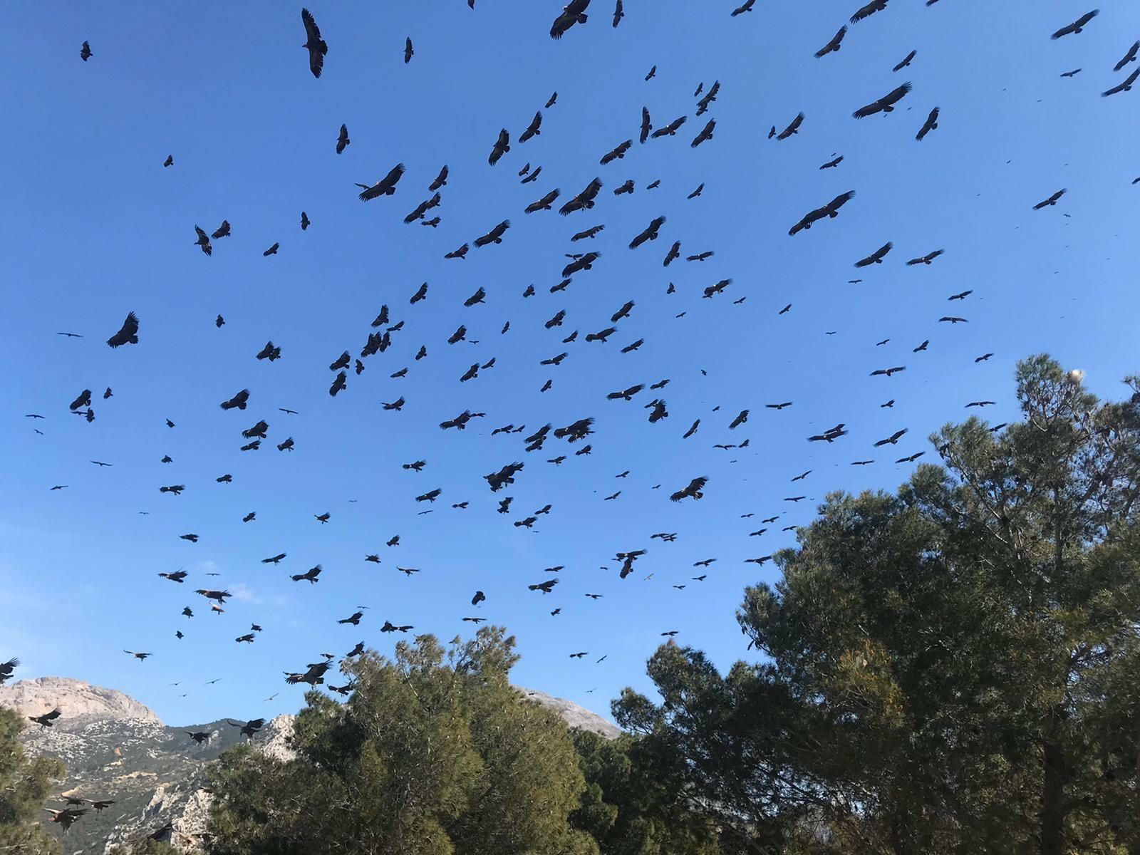 Buitres en la zona de El Picacho