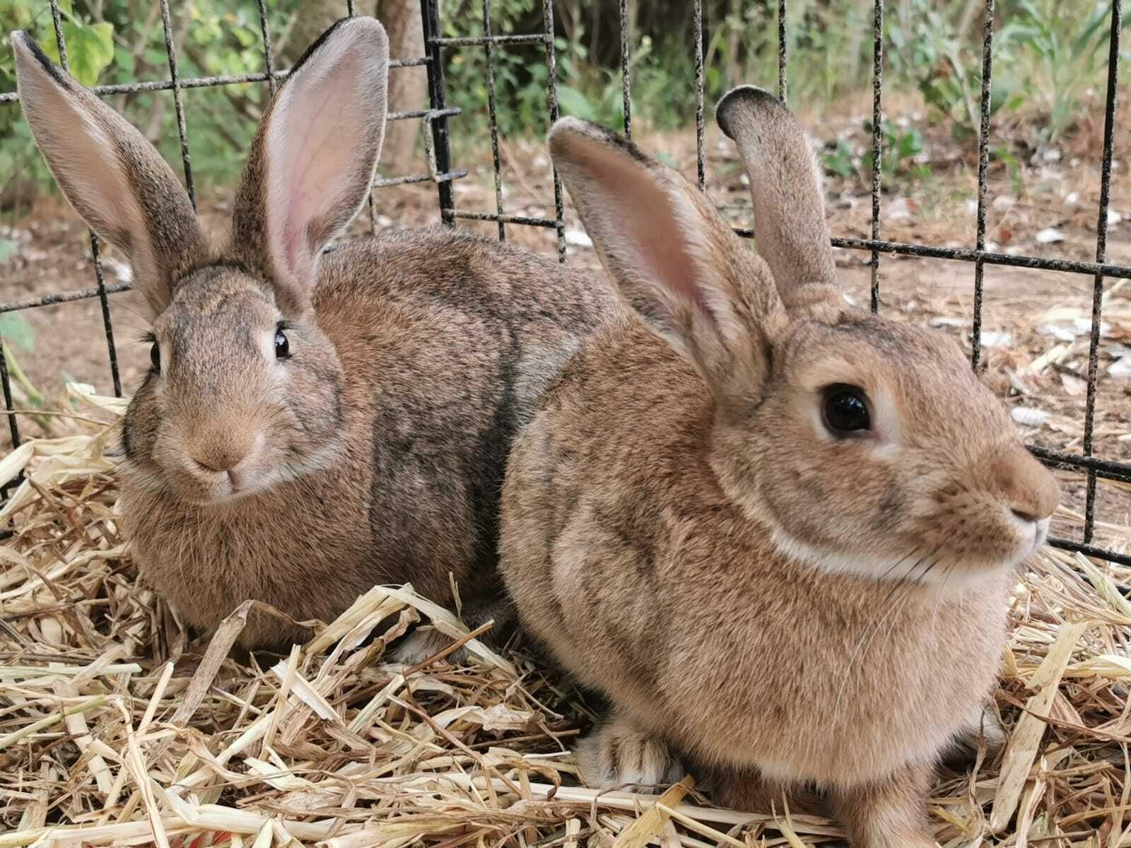 Pon un burrito en tu vida: un planazo en Huelva para disfrutar en familia