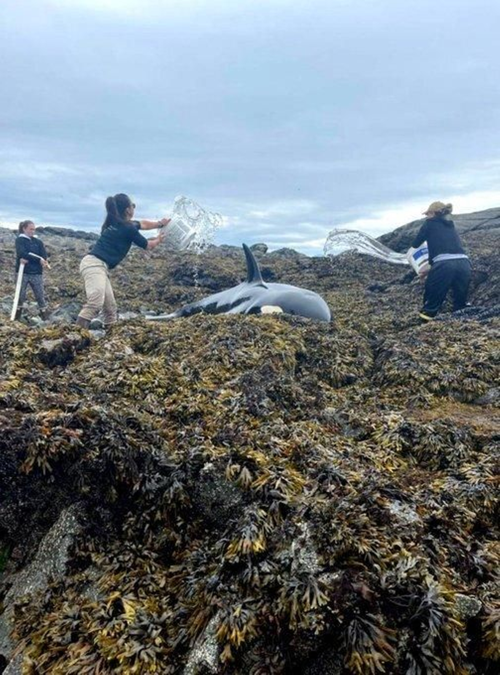 Personas ayudando a la orca