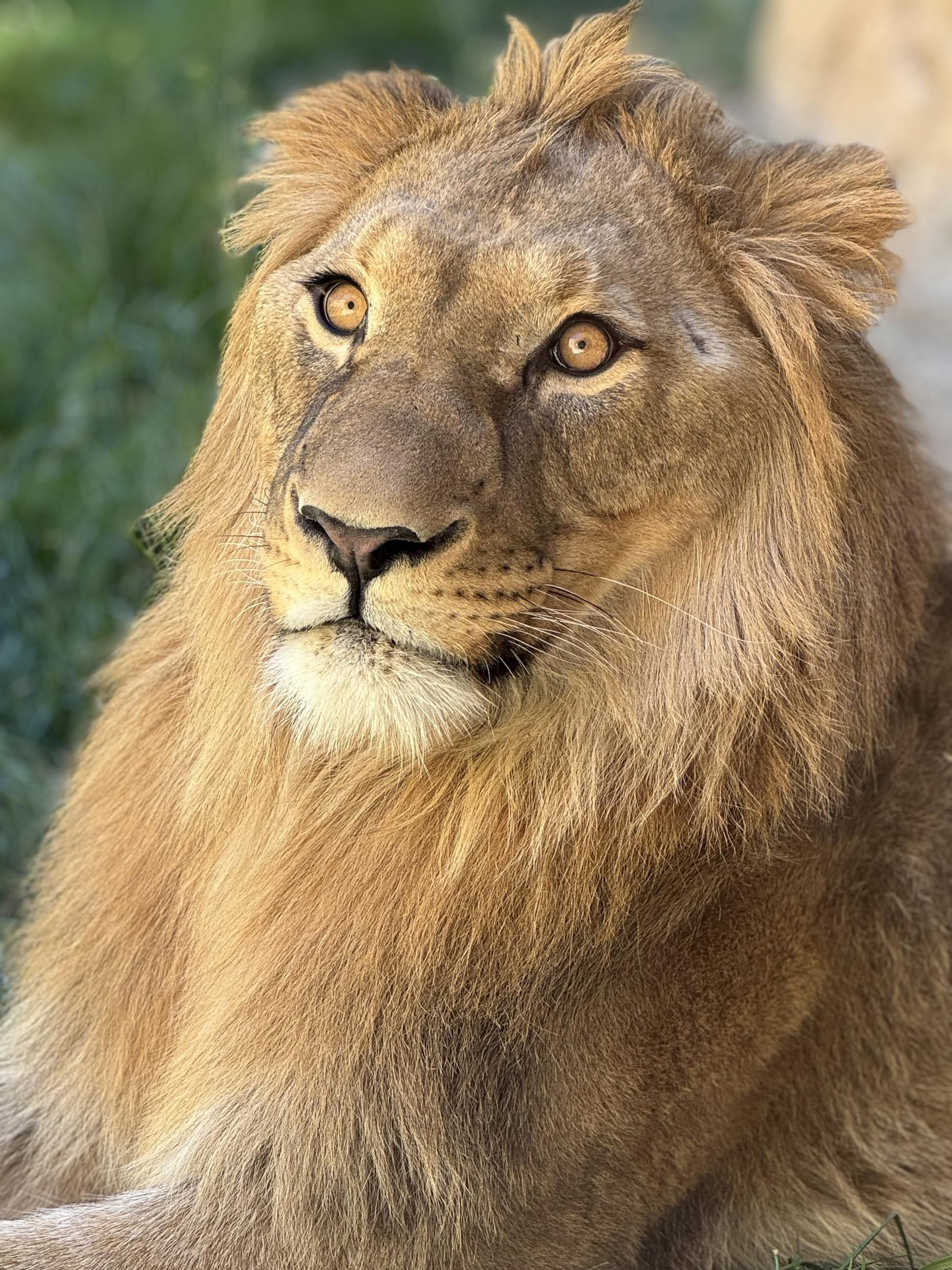 Así es Amaru, el león que ha sobrevido a una grave operación en Tabernas