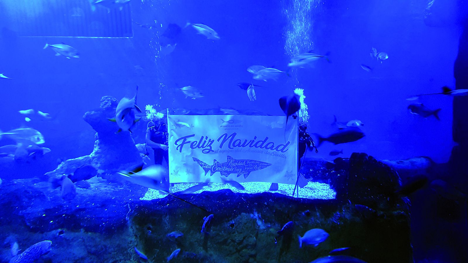 El Acuario Sevilla desea Feliz Navidad