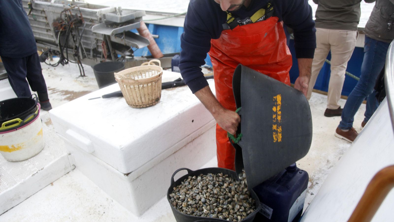 Selección de chirla recién capturada.