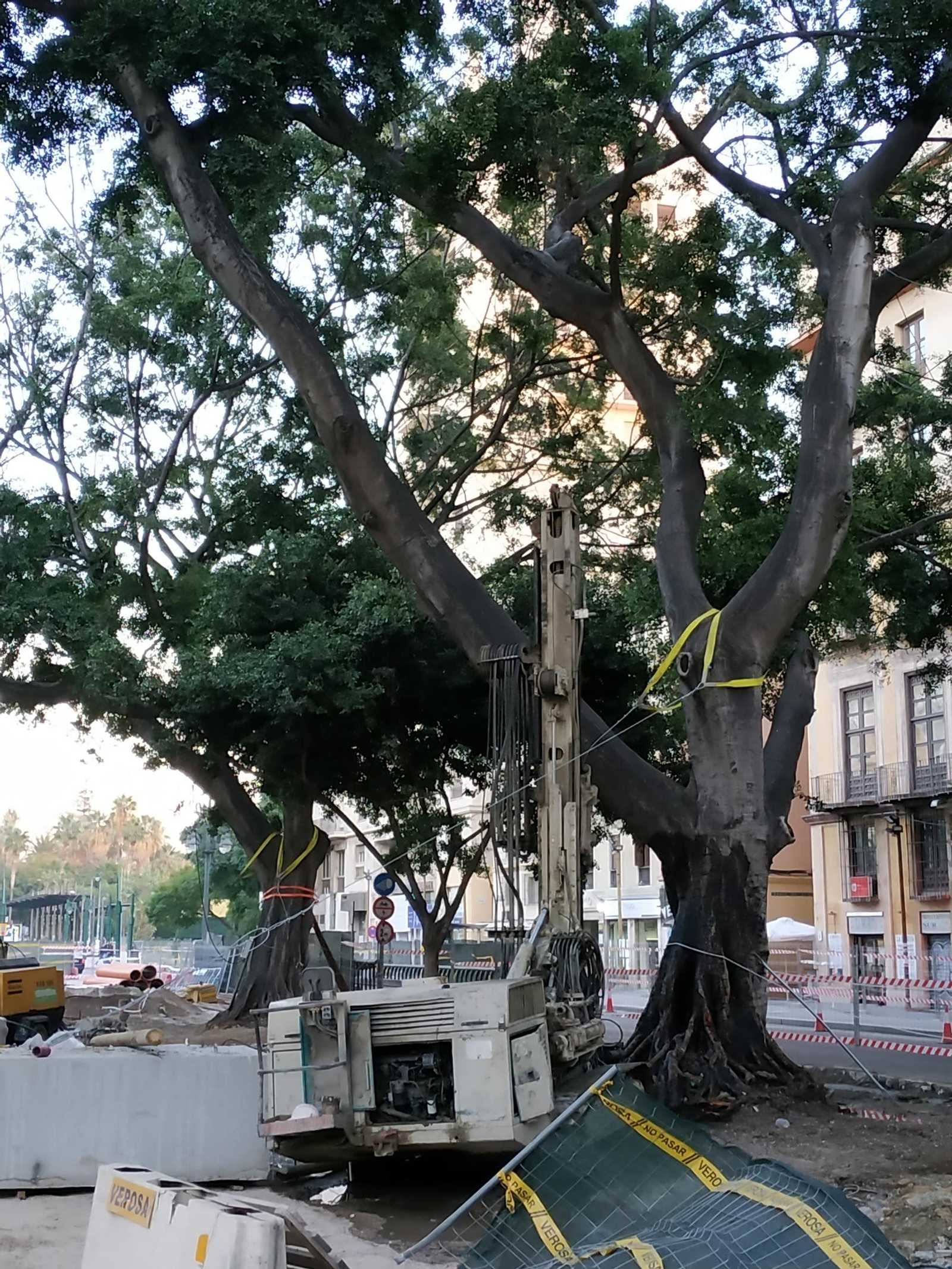 Ejecución de micropilotes junto a uno de los ficus de la Alameda.