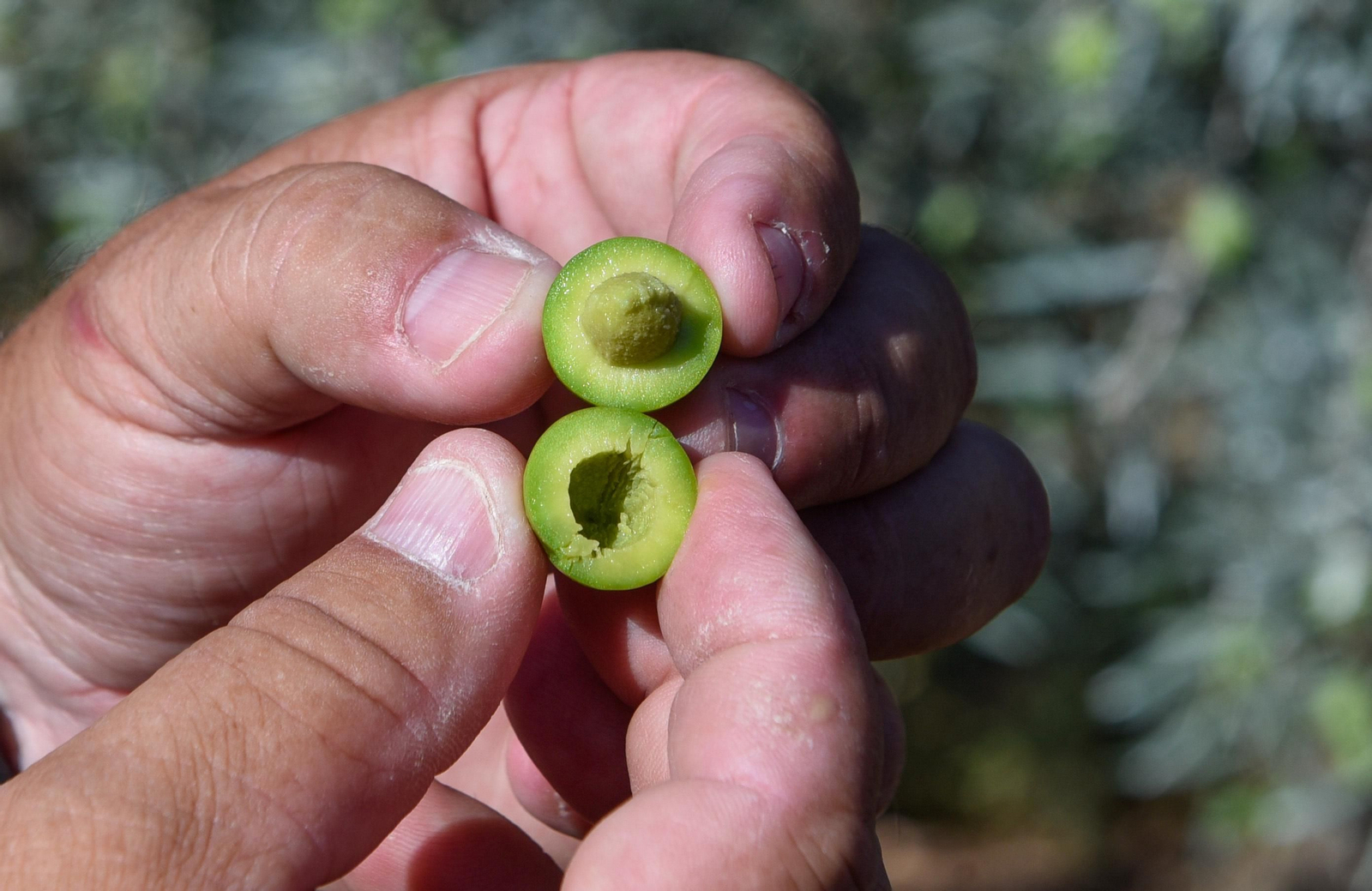 La sequía causa estragos en el olivar andaluz