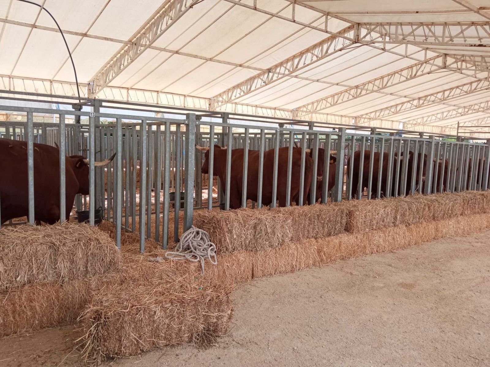 La exposición ganadera es uno de los atractivos de esta feria.