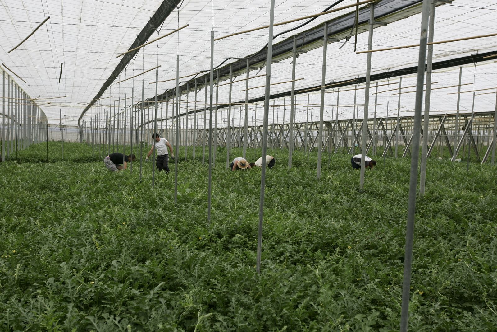 La agricultura es el sector donde hubo más infracciones.