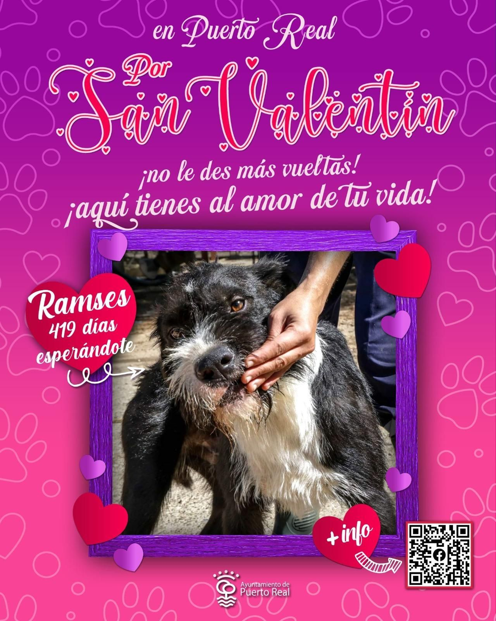 Mascota a la espera de ser adoptada