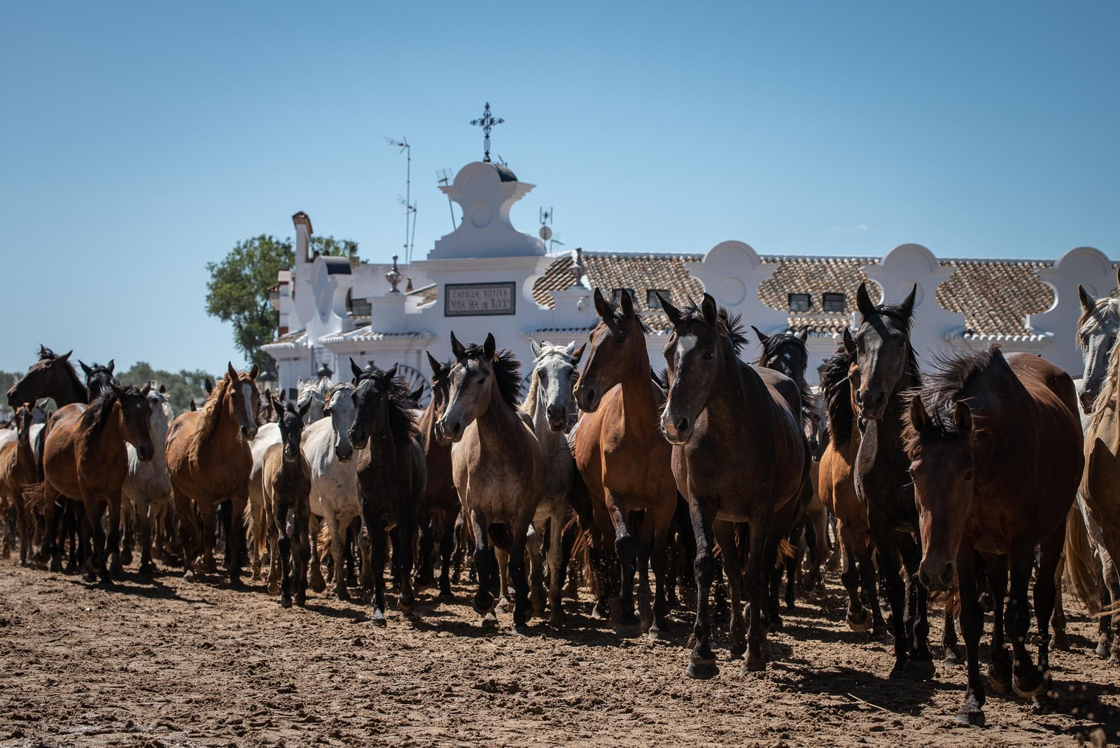 Imágenes de la Saca de las Yeguas a su paso por El Rocío