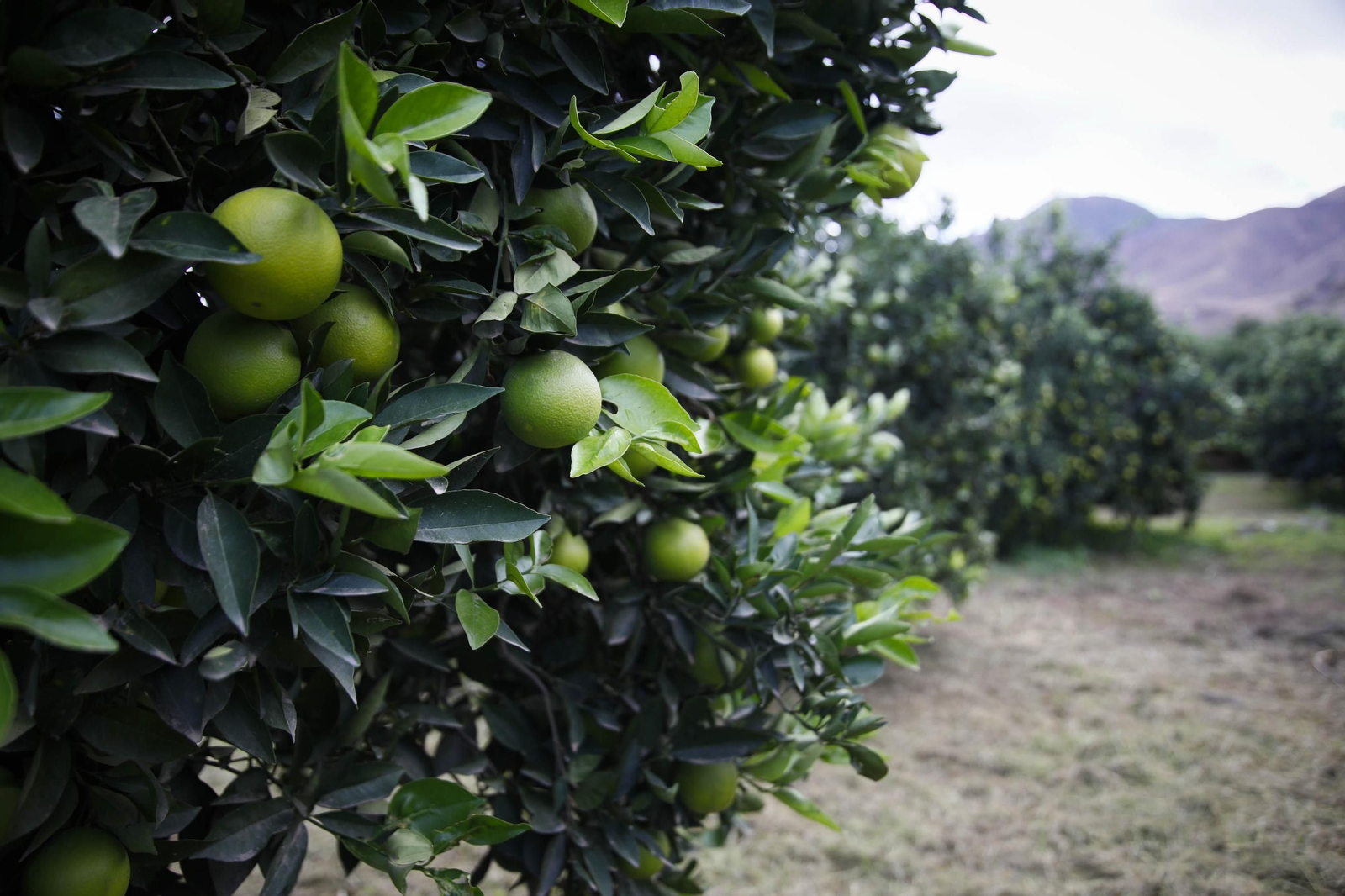 Las naranjas de Íllar, en imágenes