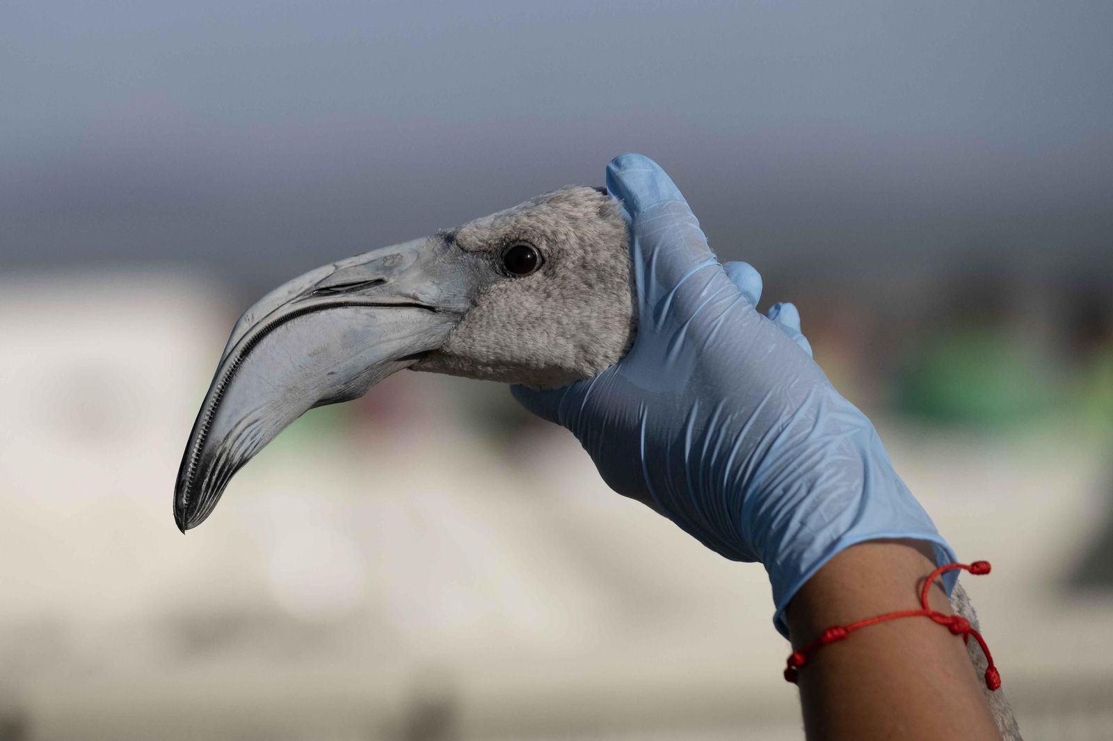 Anillamiento de flamencos en la Laguna de Fuente de Piedra, en imágenes