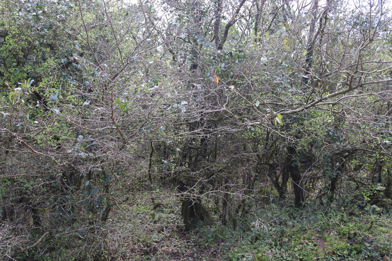 Fotos de la flora y fauna del Parque Natural de Los Alcornocales